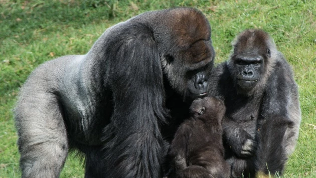 Ученые выяснили, что горные гориллы старались не спариваться с родственниками