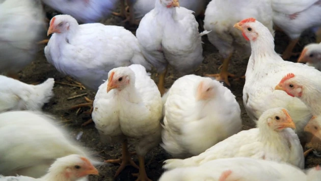 Ученые выявили, что куриные перья могут использоваться для технологии топливных элементов
