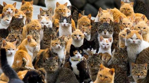 Behavioral Processe: ученые насчитали у домашних котов 276 "выражений лица"
