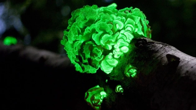 Ученые превратили водоросли в мягкие светящиеся без электричества материалы