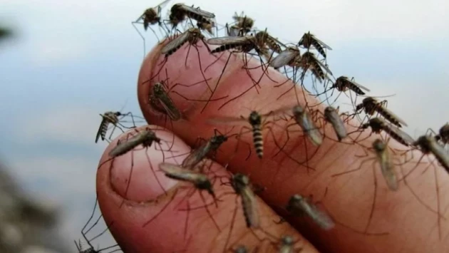 Европе угрожает нашествие комаров-разносчиков лихорадки Денге