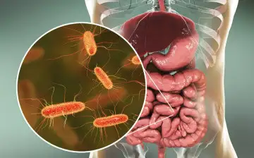 Учёные выяснили причину живучести кишечной палочки при лечении антибиотиками
