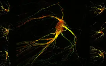 Исследователи изучили подробную нейронную "карту" запахов