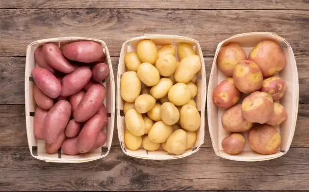 В Израиле создали новый датчик для обнаружения картофельной гнили