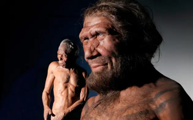 Немецкие ученые нашли ключевое различие между мозгом современного человека и неандертальца