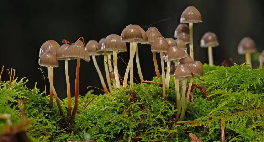 Учёные БелГУ улучшают обычные антибиотики при помощи грибов