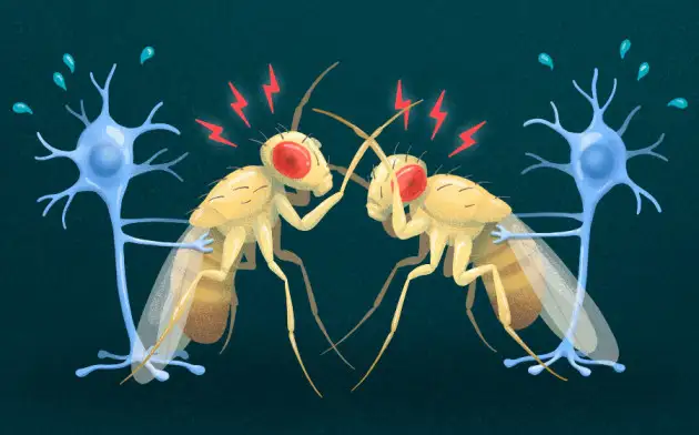 Science Advances: отсутствие особого гена не даёт мухам-дрозофилам прекратить драку