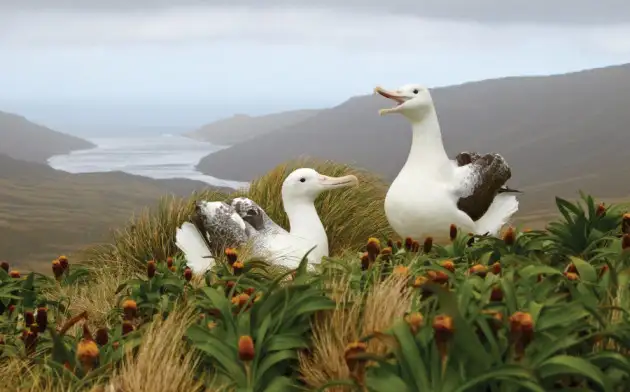 Biology Letters: застенчивые альбатросы чаще уходят от партнёрш