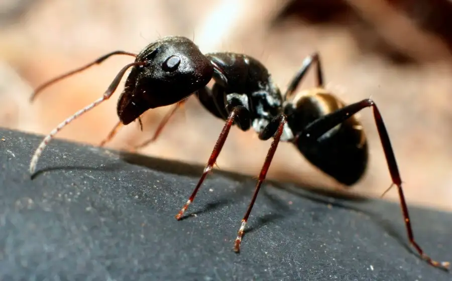 Биомасса муравьев на Земле превышает вес всех диких птиц и млекопитающих