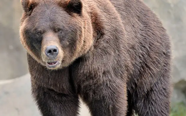 iScience: учёные разбудили медведей и накормили их мёдом