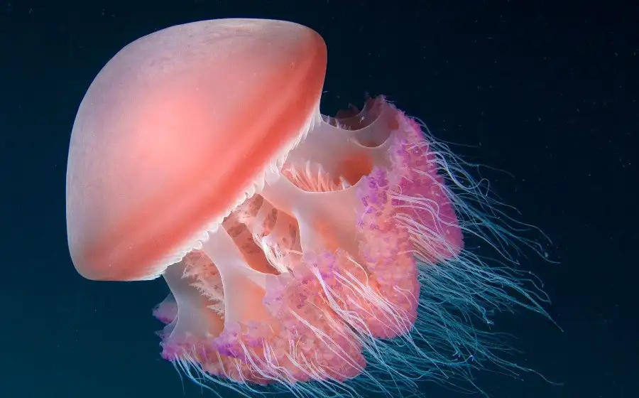Учёные нашли у медуз ген бессмертия