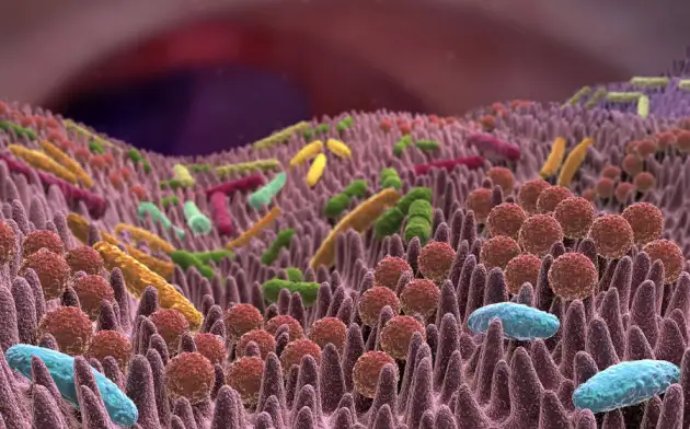 Биологи из Стэнфорда создали искусственный микробиом кишечника человека