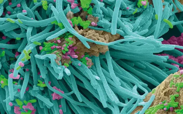 Science: кишечные микробы эволюционировали вместе с человеком