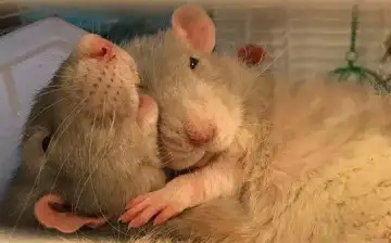 Nature: найдены нейроны, отвечающие за любовь и агрессию у мышей