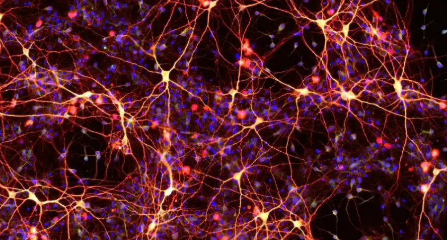 Белок хантингтин, вызывающий болезнь Гентингтона, участвует в регенерации нейронов