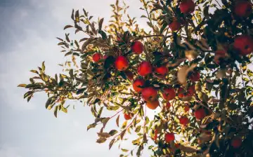 Агроном рассказал, почему плодовые деревья нельзя сажать осенью