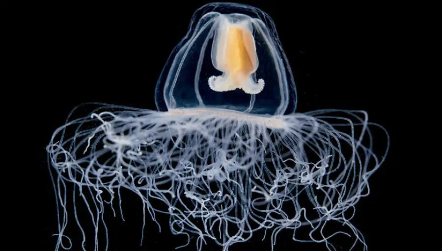 Ученые раскрыли "код бессмертия" медуз