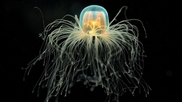 Current Biology: Медузы обучаются за счет собственного опыта