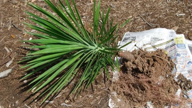 Ученые Сингапура открыли новый вид пальмы, которая плодоносит под землей