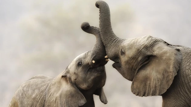 Слоны могут давать друг другу имена