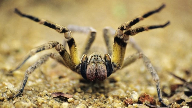 Яд паука, вызывающий некроз полового члена, может стать альтернативой виагре