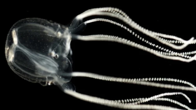 Current Biology: Ученые попытались обучить медузу без мозга простым трюкам
