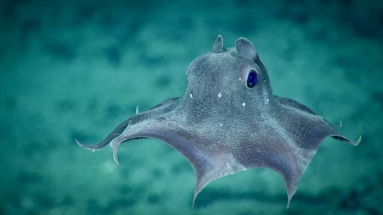 Появились призрачные кадры осьминога Дамбо на глубине 8000 футов под водой
