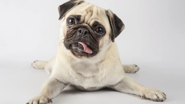 Scientific Reports: собаки с плоскими мордами нравятся людям своей беспомощностью