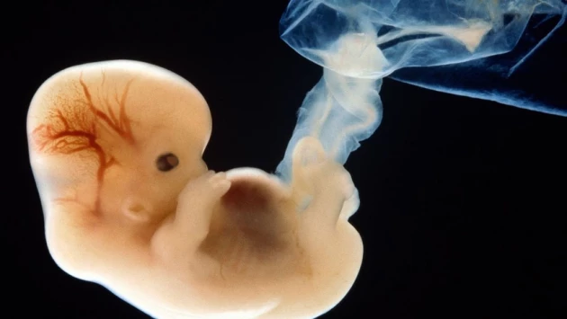 Ученые из Израиля получили эмбрион без яйцеклетки и сперматозоида