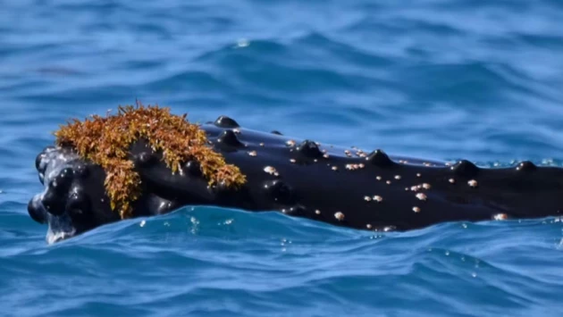 Ученые объяснили, почему киты часто носят шляпы из морских водорослей