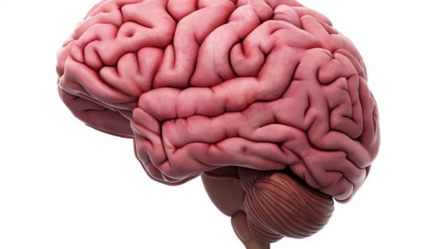 Человеческий мозг вырабатывает аналог конопли для борьбы со стрессовыми ситуациями