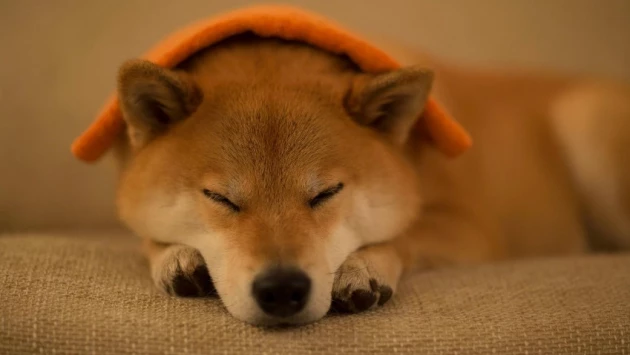 Scientific Reports: Собаки слышат людей во сне