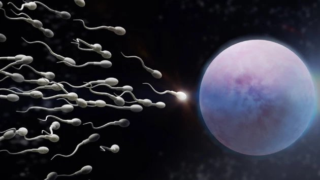 NewsMedical объяснил низкую подвижность сперматозоидов генетической мутацией