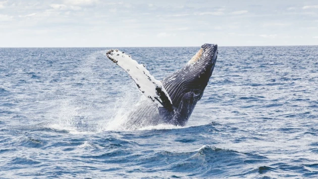 У берегов США в Калифорнии взорвалась туша мертвого кита