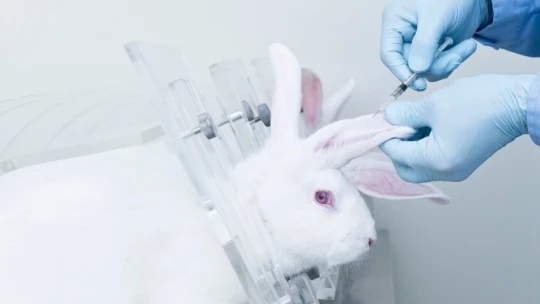 В "Сириусе" нашли способ борьбы с раком с помощью вируса кролика