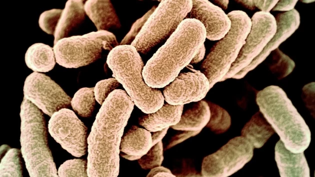 Ученые разработали бактерии E. Coli для производства электроэнергии