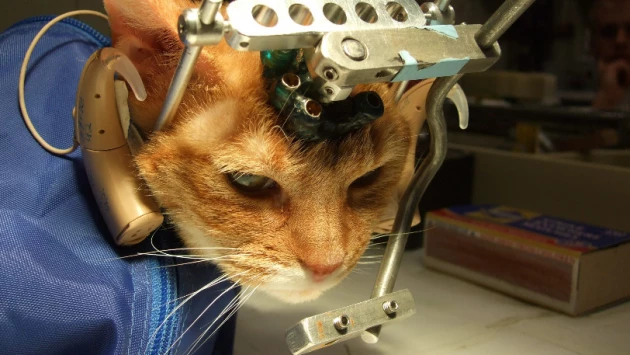 Новый метод лечения рака тестируют томские ученые на животных