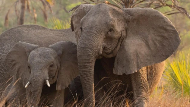 Ученые выяснили, что слоны могут обращаться друг к другу по имени